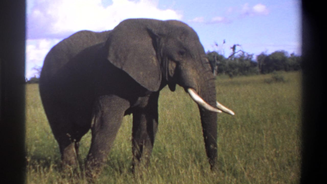 1969 Lagos, Nigeria frame of an African elephant moving through grass beneath a partly cloudy blue sky.
