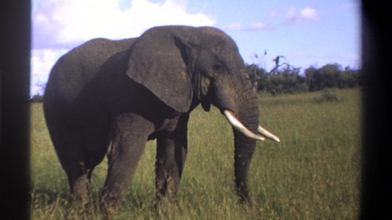 1969 Lagos, Nigeria home-movie still with a tusked elephant close to the camera in a grassy outdoor setting.
