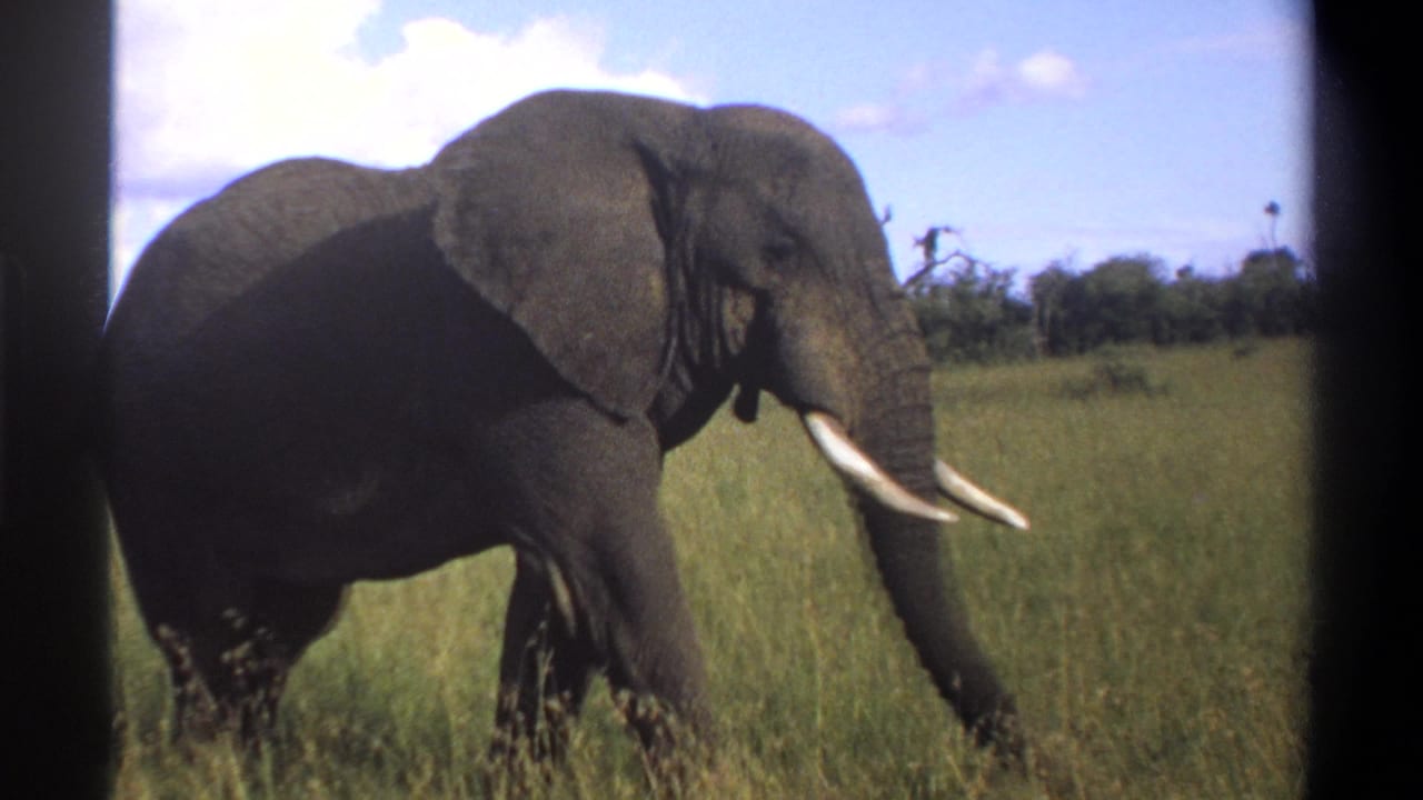 1969 Lagos, Nigeria frame showing the elephant continuing rightward across a sunlit grassy field.