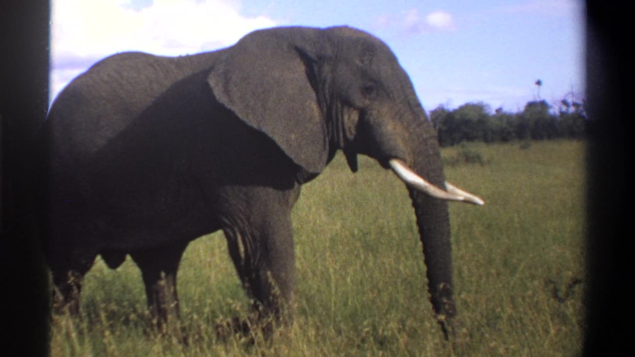 1969 Lagos, Nigeria 8mm frame showing a large tusked elephant moving through tall grass under a bright sky.