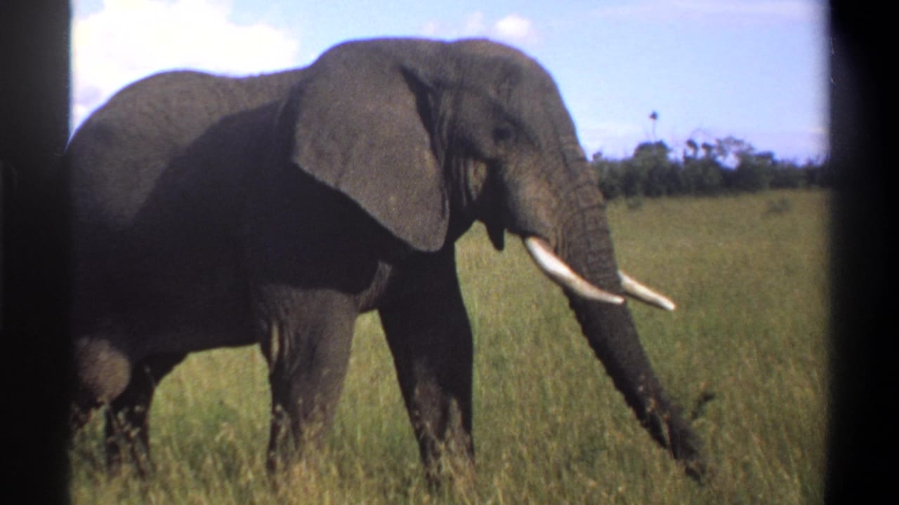 1969 Lagos, Nigeria 8mm frame of a tusked elephant in profile walking left to right across open grassland.