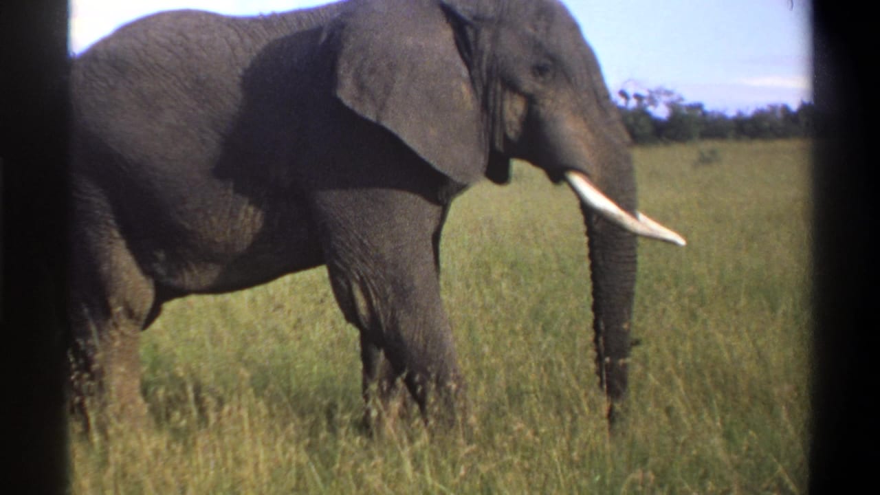 1969 Lagos, Nigeria 8mm frame with the elephant closer to camera, its tusk and shoulder filling much of the view.