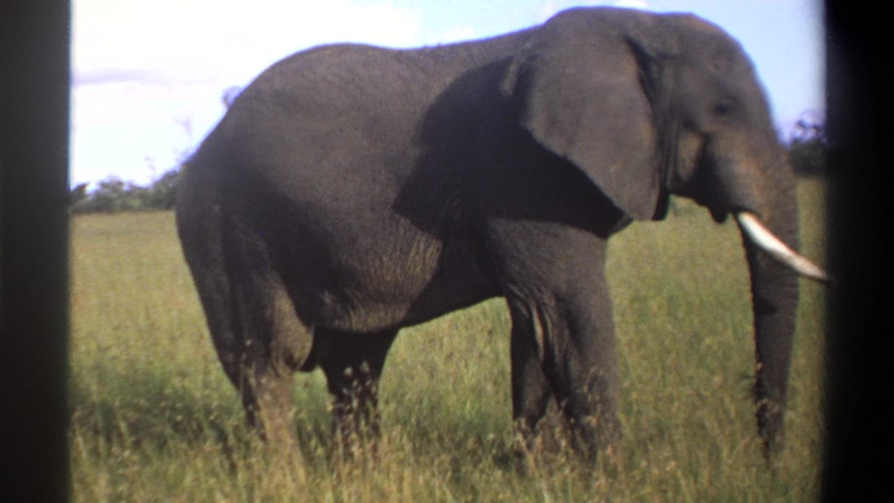 1969 Lagos, Nigeria 8mm frame showing the elephant passing through tall grass as it nears the edge of the shot.
