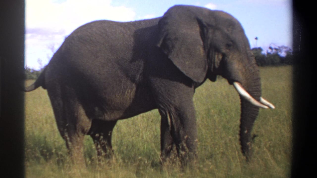 1969 Lagos, Nigeria 8mm frame of a tusked African elephant standing in tall grass under open sky.