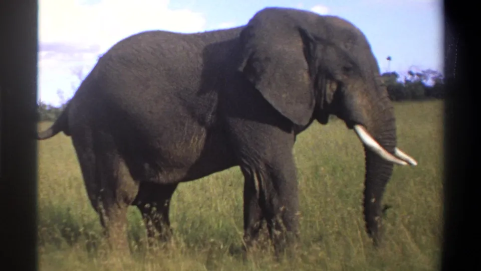 1969 Lagos, Nigeria 8mm frame of a tusked African elephant standing in tall grass under open sky.
