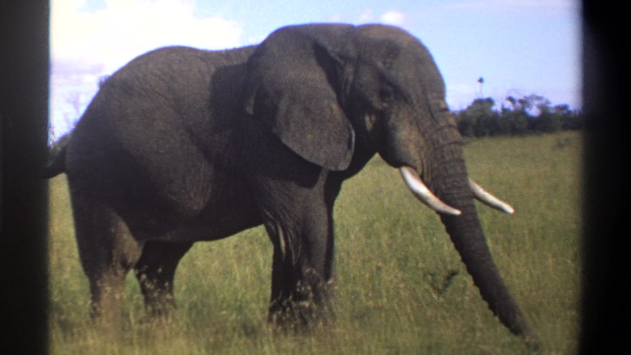 1969 Lagos, Nigeria 8mm frame showing the elephant angled toward camera with tusks and lowered trunk visible.
