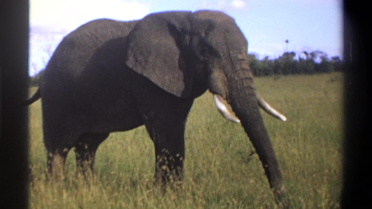 1969 Lagos, Nigeria 8mm frame of the elephant closer to camera, with one ear broad and tusks visible.