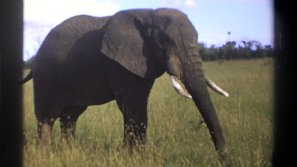1969 Lagos, Nigeria 8mm frame of the elephant closer to camera, with one ear broad and tusks visible.