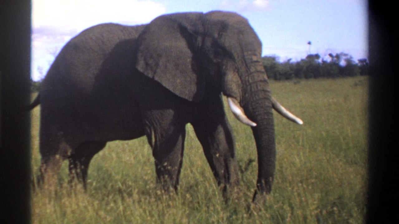 1969 Lagos, Nigeria 8mm frame showing the elephant nearly front-facing with tusks, trunk, and tall grass visible.