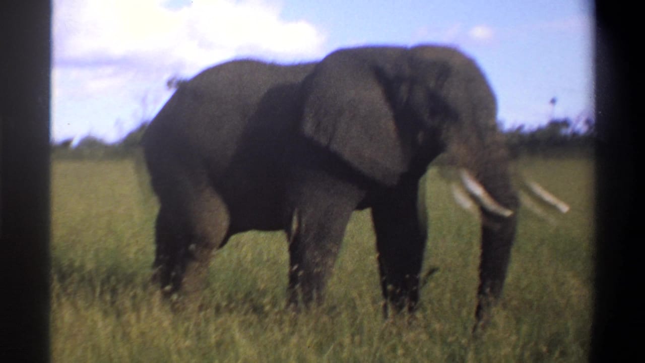 1969 Lagos, Nigeria 8mm frame showing a tusked elephant moving through tall grass with trees and sky behind it.