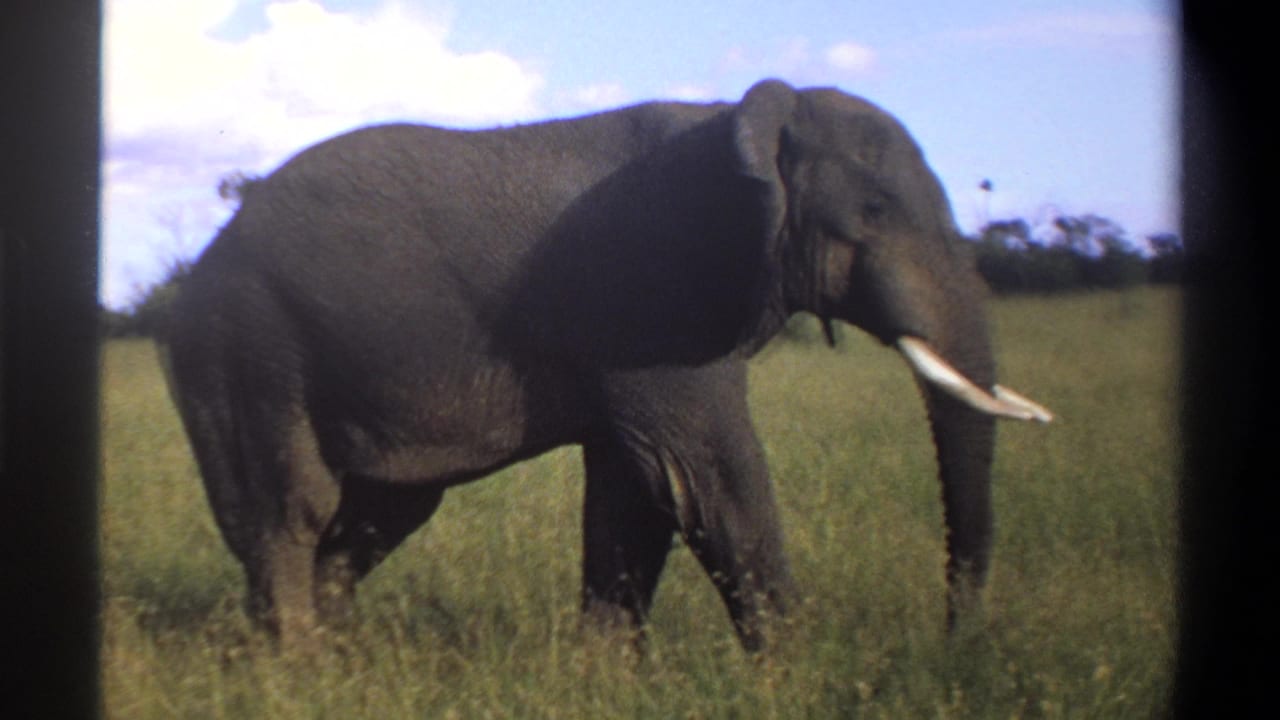1969 Lagos, Nigeria 8mm frame with a side view of a tusked elephant moving across green grassland.