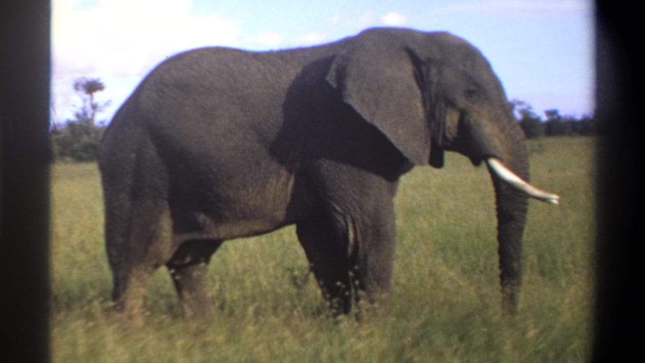 1969 Lagos, Nigeria 8mm frame showing an elephant in tall grass, filmed from a close but soft home-movie perspective.