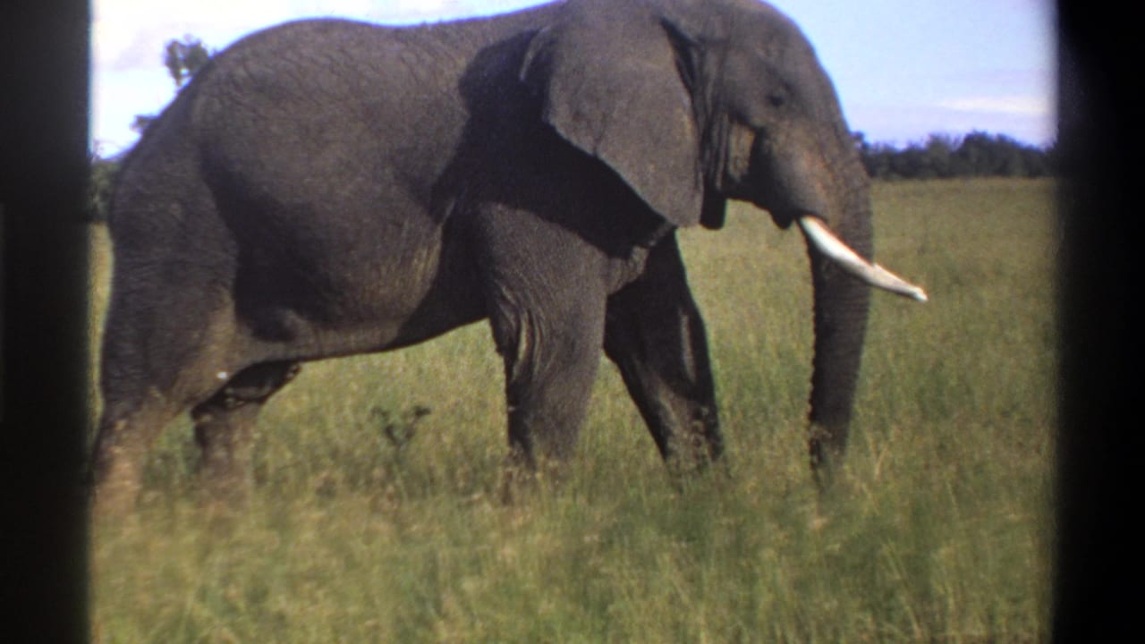 1969 Lagos, Nigeria 8mm frame of a large tusked elephant walking through sunlit grass with a distant tree line.