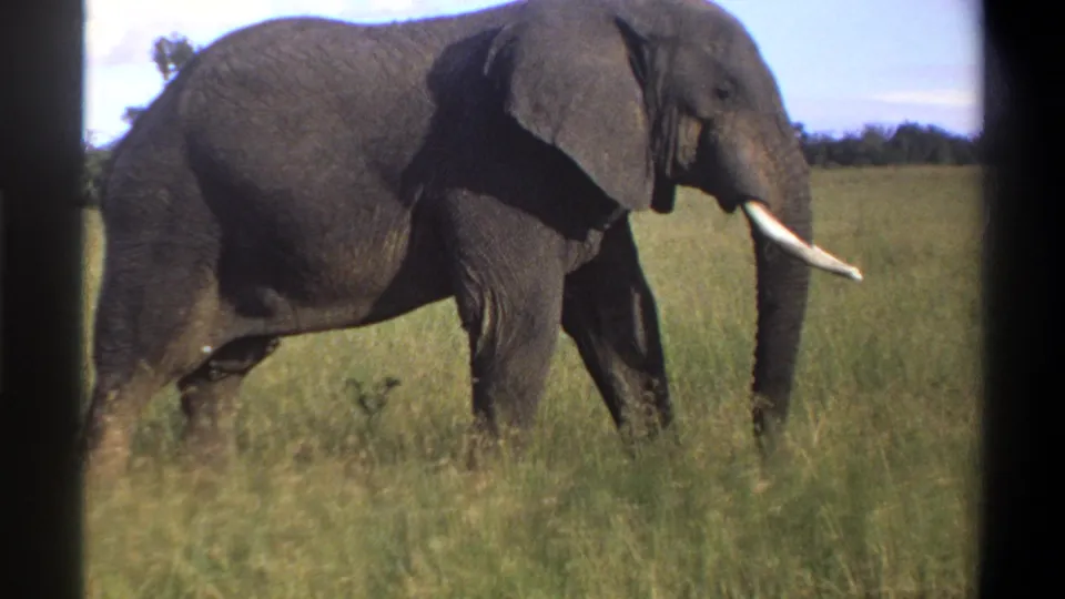 1969 Lagos, Nigeria 8mm frame of a large tusked elephant walking through sunlit grass with a distant tree line.