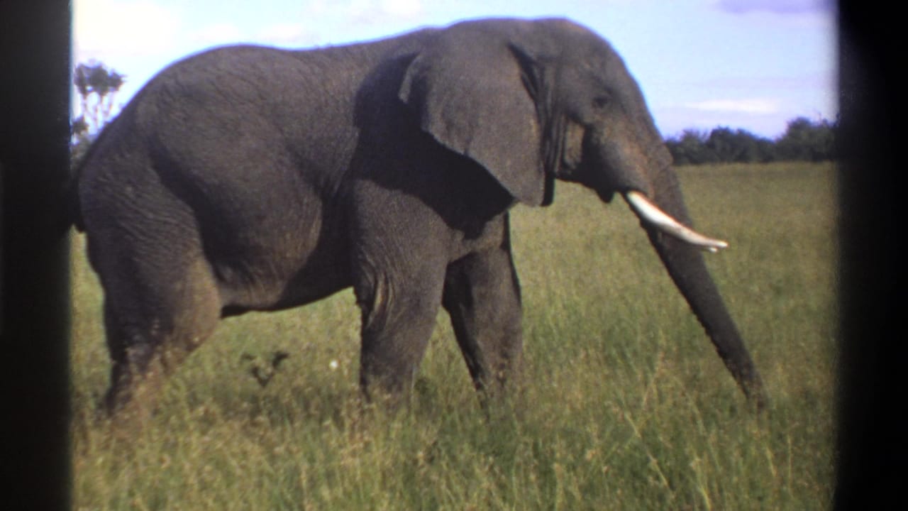 1969 Lagos, Nigeria 8mm frame showing a tusked African elephant walking through tall grass under a bright sky.