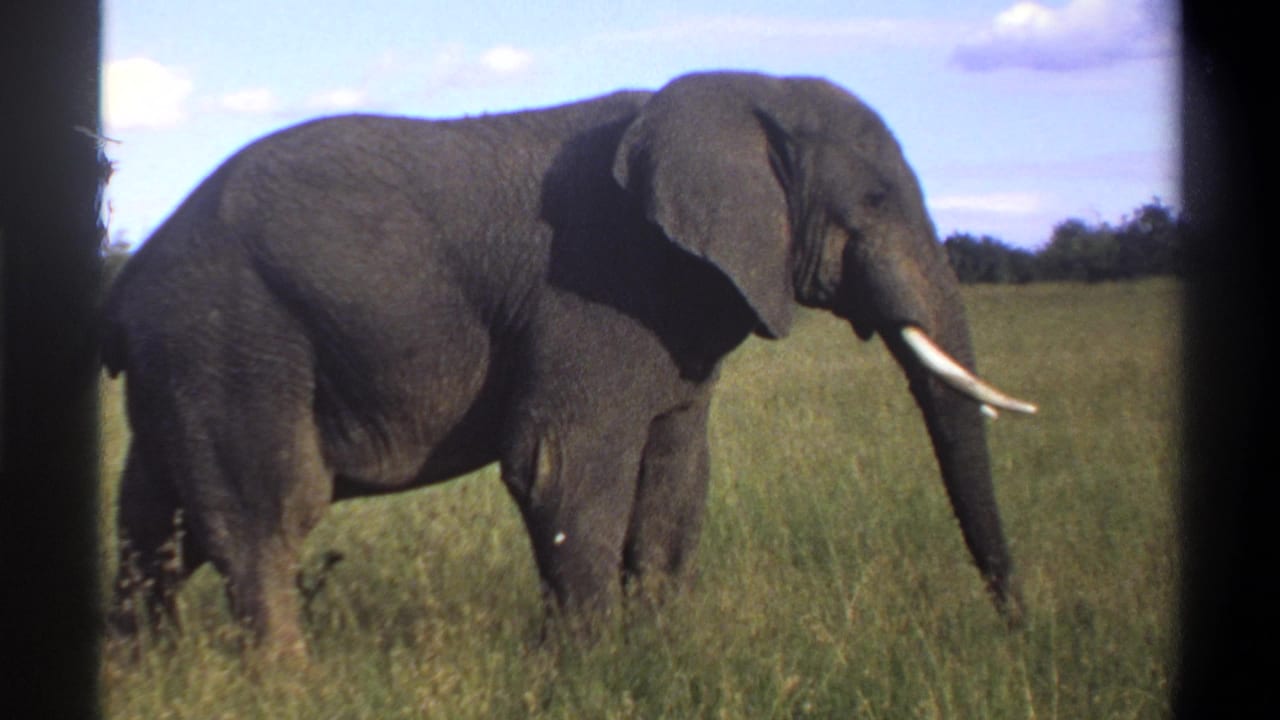 Elephant in profile walking through grass with tusk, sky, and distant trees visible.