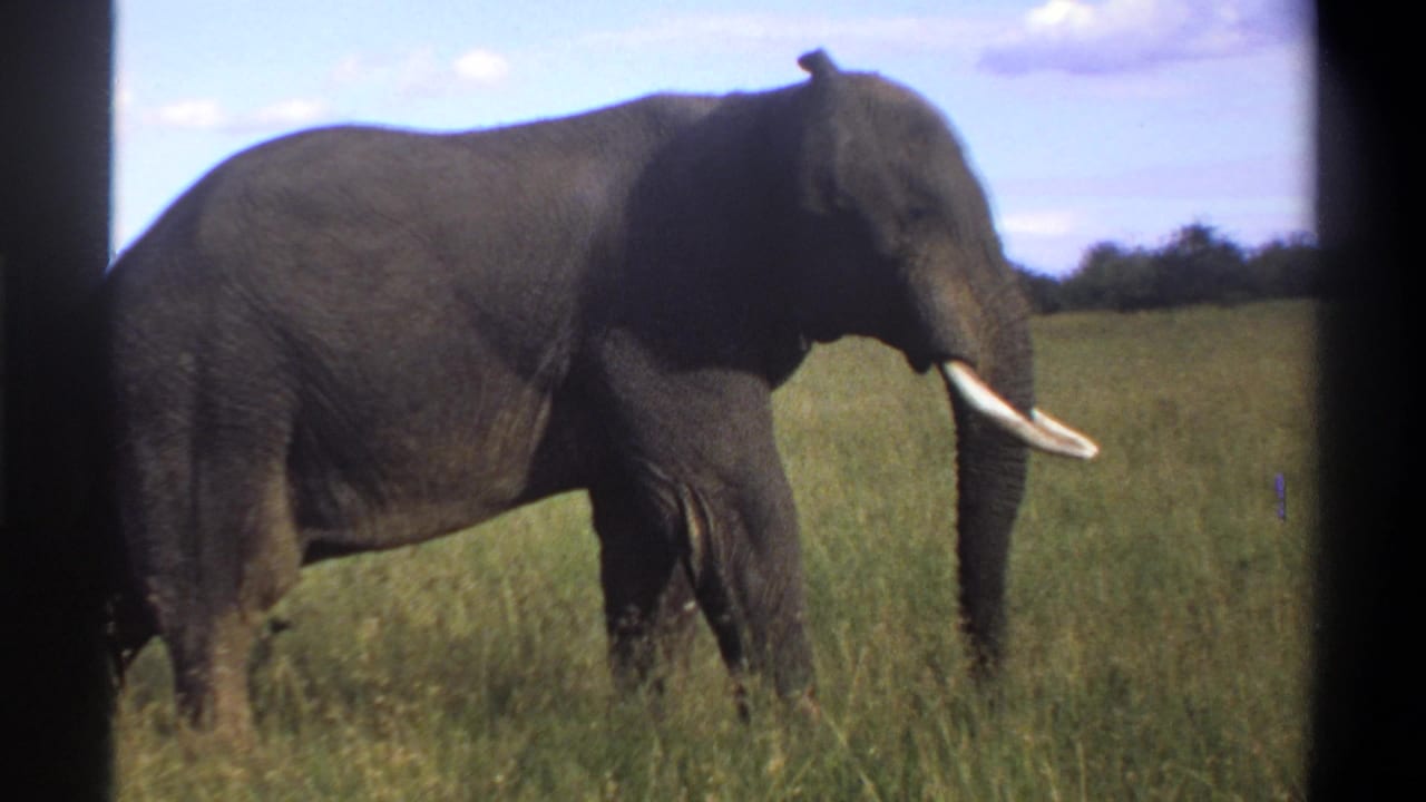 1969 Lagos, Nigeria 8mm frame showing a closer, partly cropped view of a tusked elephant in tall grass.