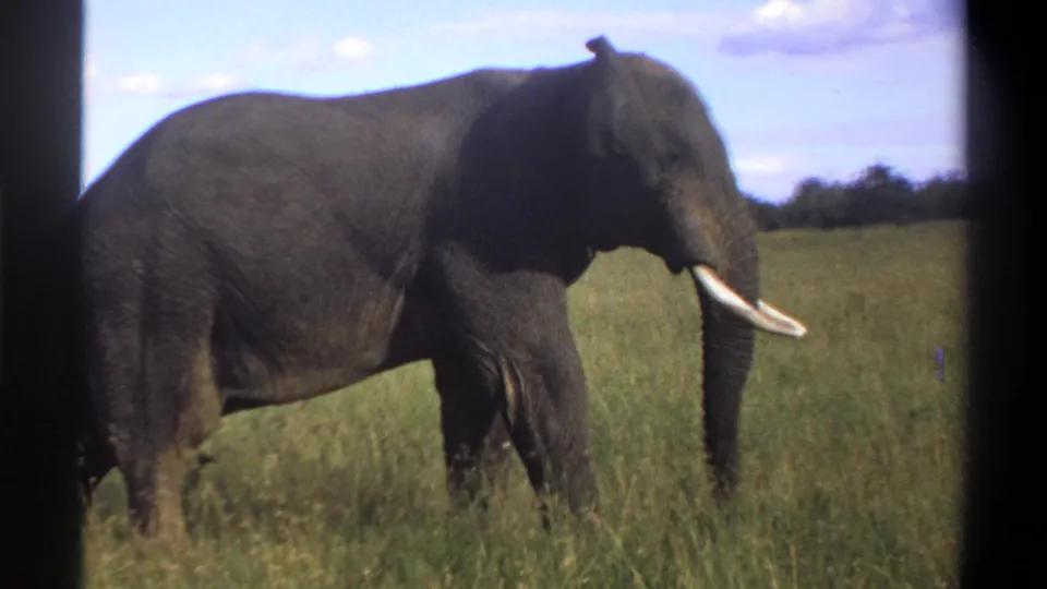 1969 Lagos, Nigeria 8mm frame showing a closer, partly cropped view of a tusked elephant in tall grass.