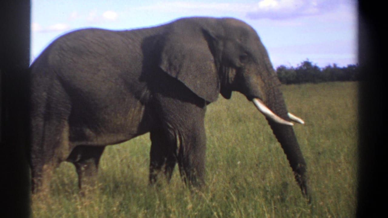 1969 Lagos, Nigeria 8mm frame of a tusked elephant walking through grass, with dark gate-edge borders visible.