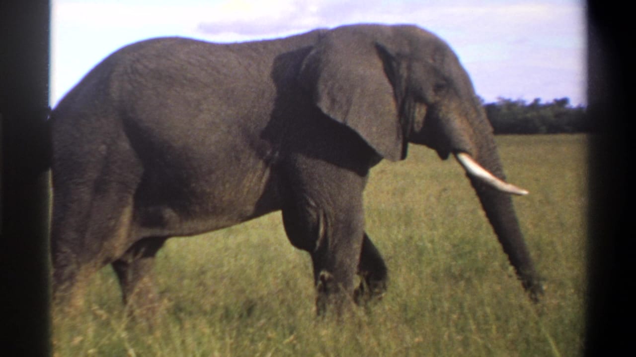 1969 Nigeria 8mm frame showing an elephant moving through tall savanna grass with its tusks and large ear visible.