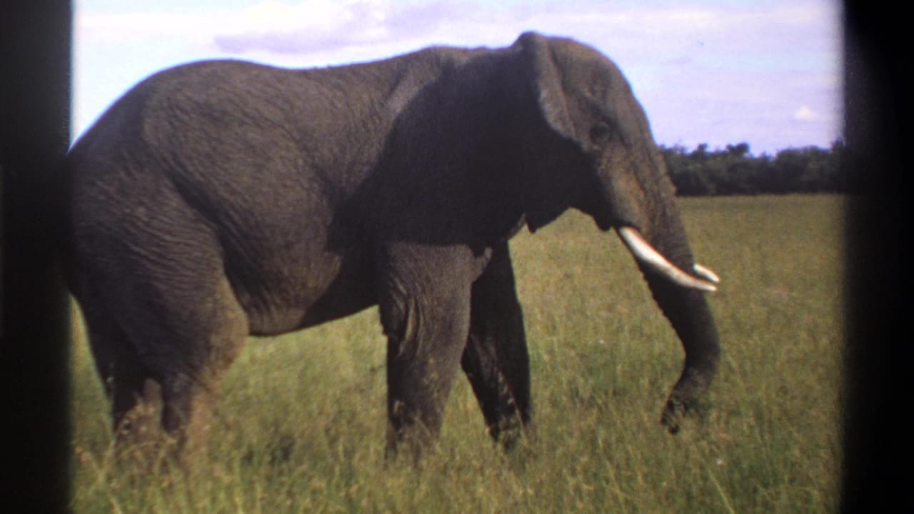 Side view of an elephant crossing a grassy field.