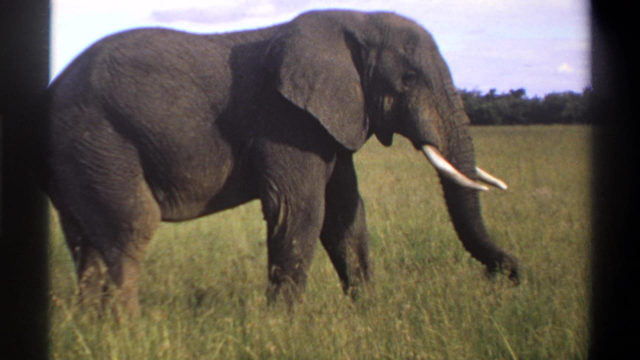1969 Nigeria 8mm frame showing the elephant closer in the frame, walking through sunlit grass.