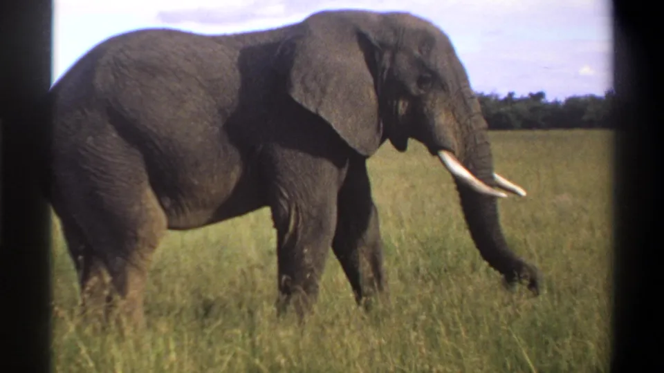 1969 Nigeria 8mm frame showing the elephant closer in the frame, walking through sunlit grass.