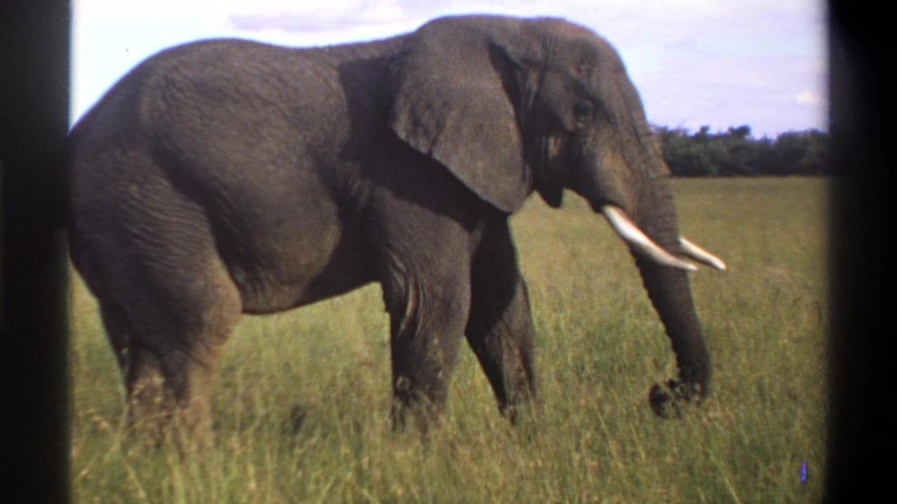 1969 Nigeria 8mm frame of an elephant walking through open grassland with a distant tree line behind it.