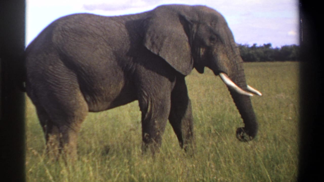 1969 8mm Lagos, Nigeria footage shows a tusked elephant in open grassland with its trunk near the grass and trees in the distance.