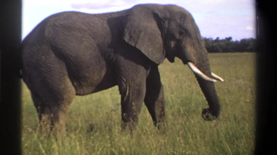 1969 8mm Lagos, Nigeria footage shows a tusked elephant in open grassland with its trunk near the grass and trees in the distance.