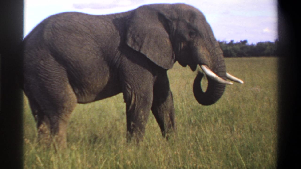 Elephant in grass with its trunk curled upward near its tusks.