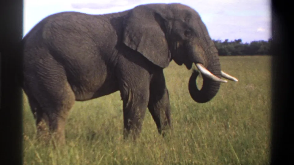 The elephant appears in profile in 1969 Lagos, Nigeria footage, curling its trunk as it stands in tall savanna grass.
