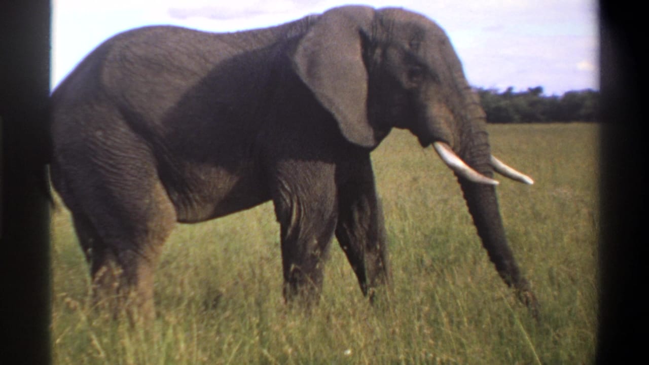 A tusked elephant moves through tall grass in the 1969 Lagos, Nigeria 8mm footage, seen against a low tree line and pale sky.
