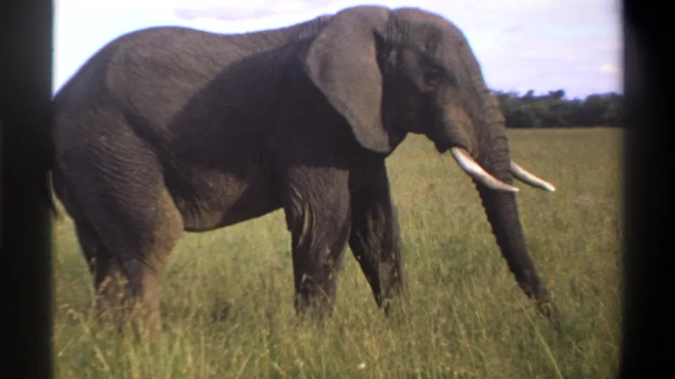 A tusked elephant moves through tall grass in the 1969 Lagos, Nigeria 8mm footage, seen against a low tree line and pale sky.
