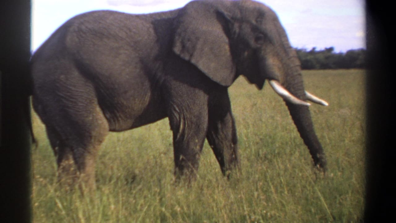 The final frame shows the elephant in profile in Lagos, Nigeria, with tusks forward and trunk extended toward the grass in 1969 8mm footage.