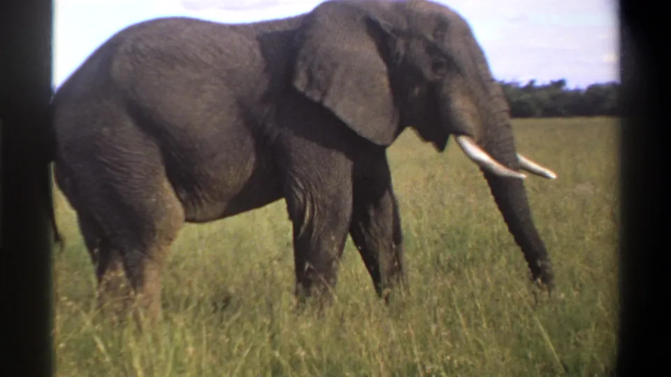 The final frame shows the elephant in profile in Lagos, Nigeria, with tusks forward and trunk extended toward the grass in 1969 8mm footage.