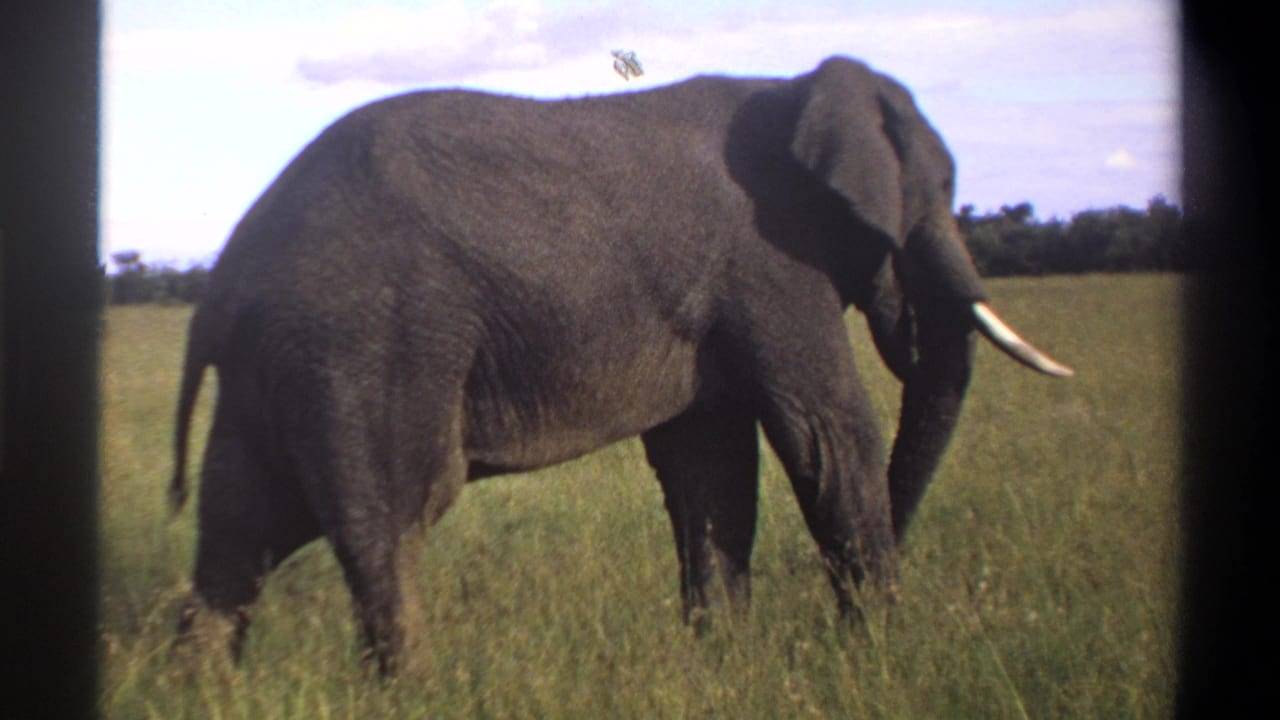 1969 Lagos, Nigeria 8mm frame showing a large tusked elephant in tall pasture under a partly cloudy sky.