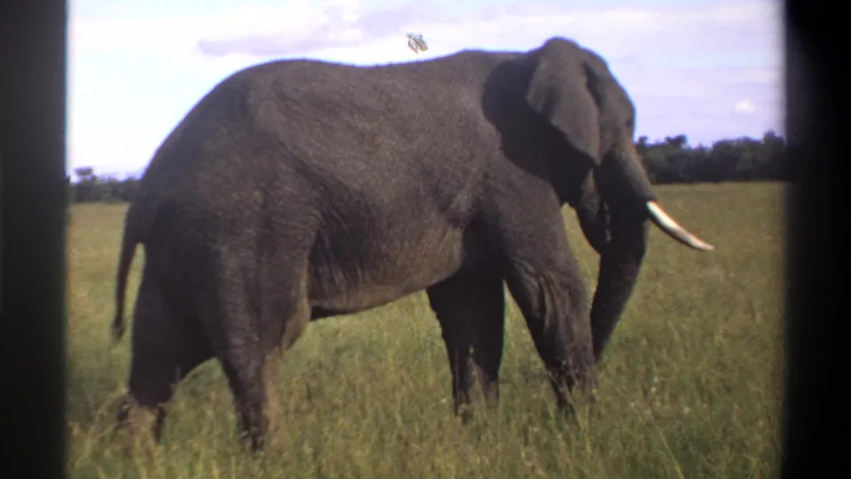 1969 Lagos, Nigeria 8mm frame showing a large tusked elephant in tall pasture under a partly cloudy sky.