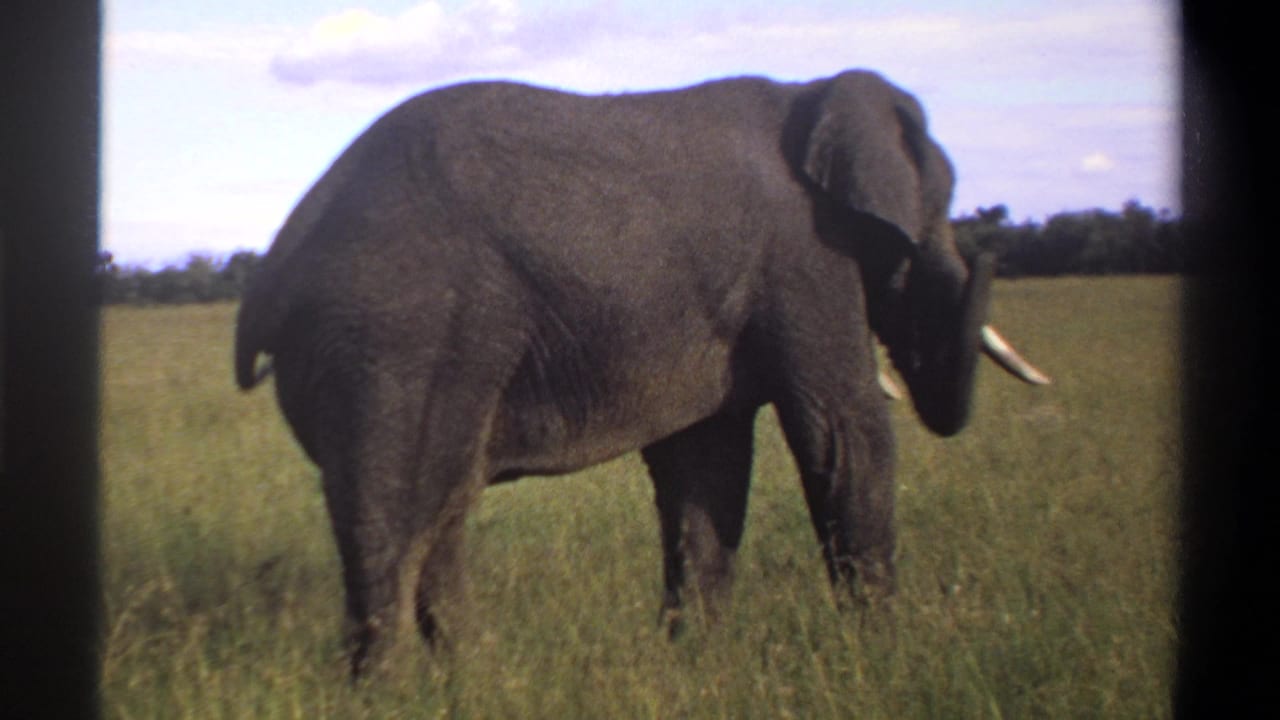 A tusked elephant walks through grassy pasture in this 1969 Lagos, Nigeria home-movie frame.