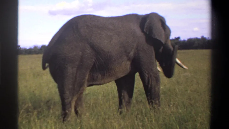 A tusked elephant walks through grassy pasture in this 1969 Lagos, Nigeria home-movie frame.