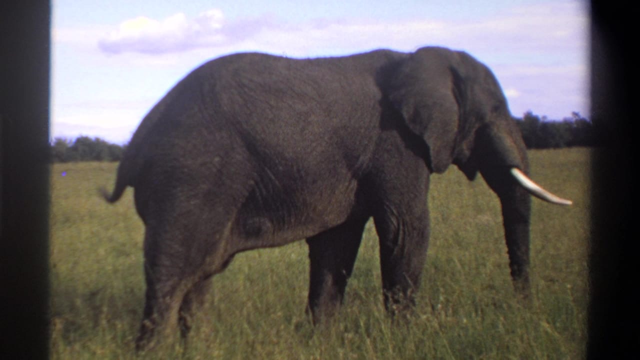 1969 Lagos, Nigeria frame showing a side view of an African elephant moving through sunlit grassland.