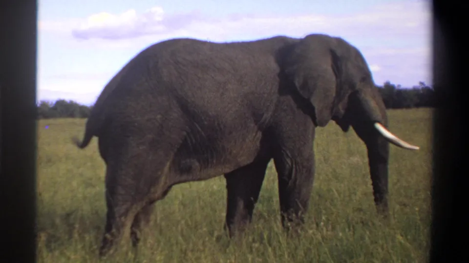 1969 Lagos, Nigeria frame showing a side view of an African elephant moving through sunlit grassland.