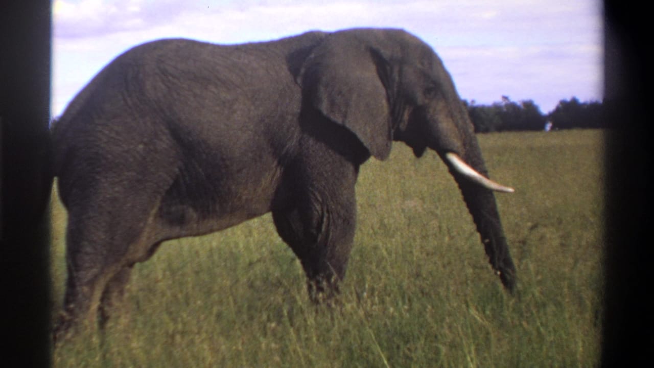 A 1969 Lagos, Nigeria 8mm frame captures a tusked elephant stepping through tall grass near a distant treeline.