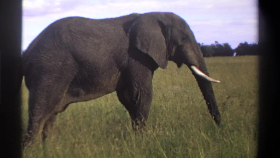 A 1969 Lagos, Nigeria 8mm frame captures a tusked elephant stepping through tall grass near a distant treeline.
