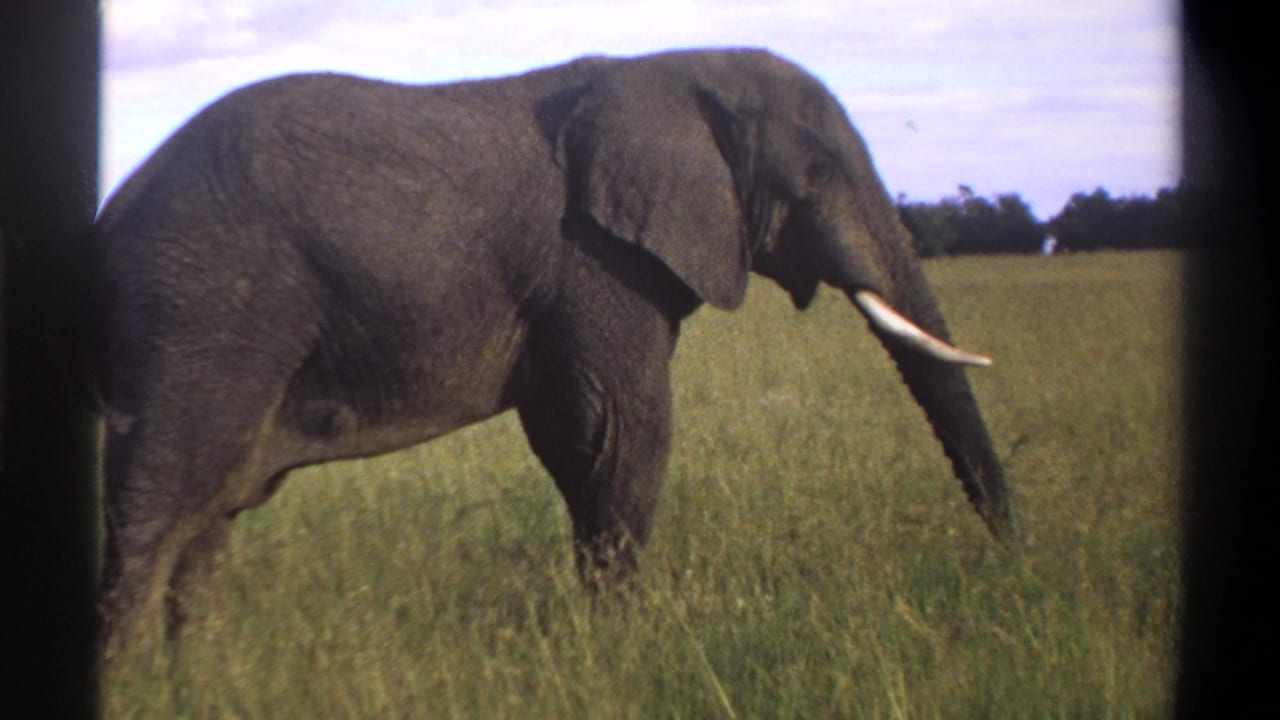 1969 Lagos, Nigeria 8mm frame showing a large elephant in profile with tusks, standing in tall grass under a pale sky.