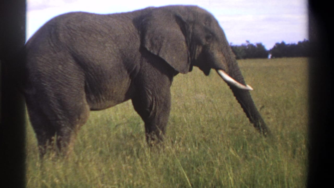1969 Lagos, Nigeria 8mm frame of a grey elephant with prominent tusks walking slowly through a grassy field.