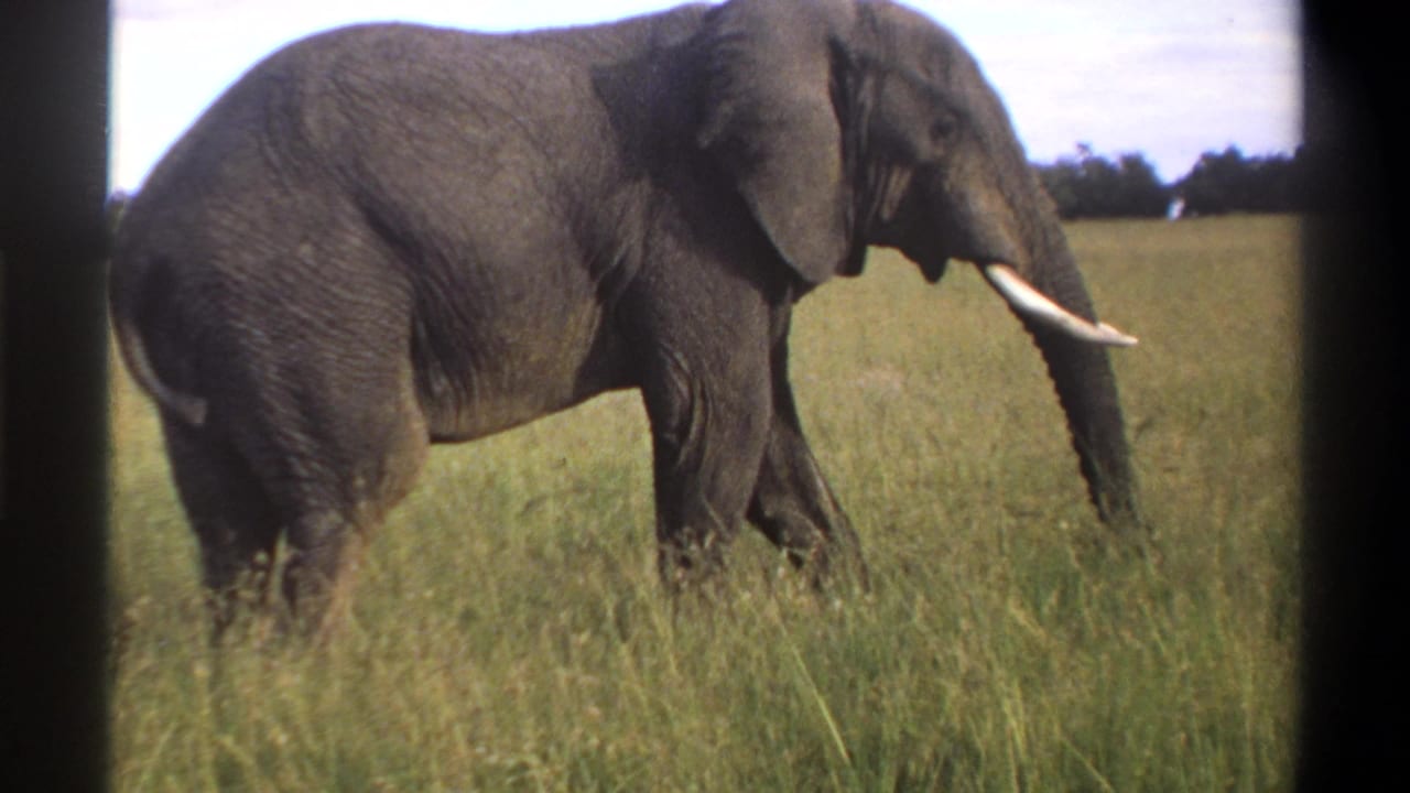 1969 Lagos, Nigeria 8mm frame showing the side of a tusked elephant amid tall grass, with soft focus and film grain.