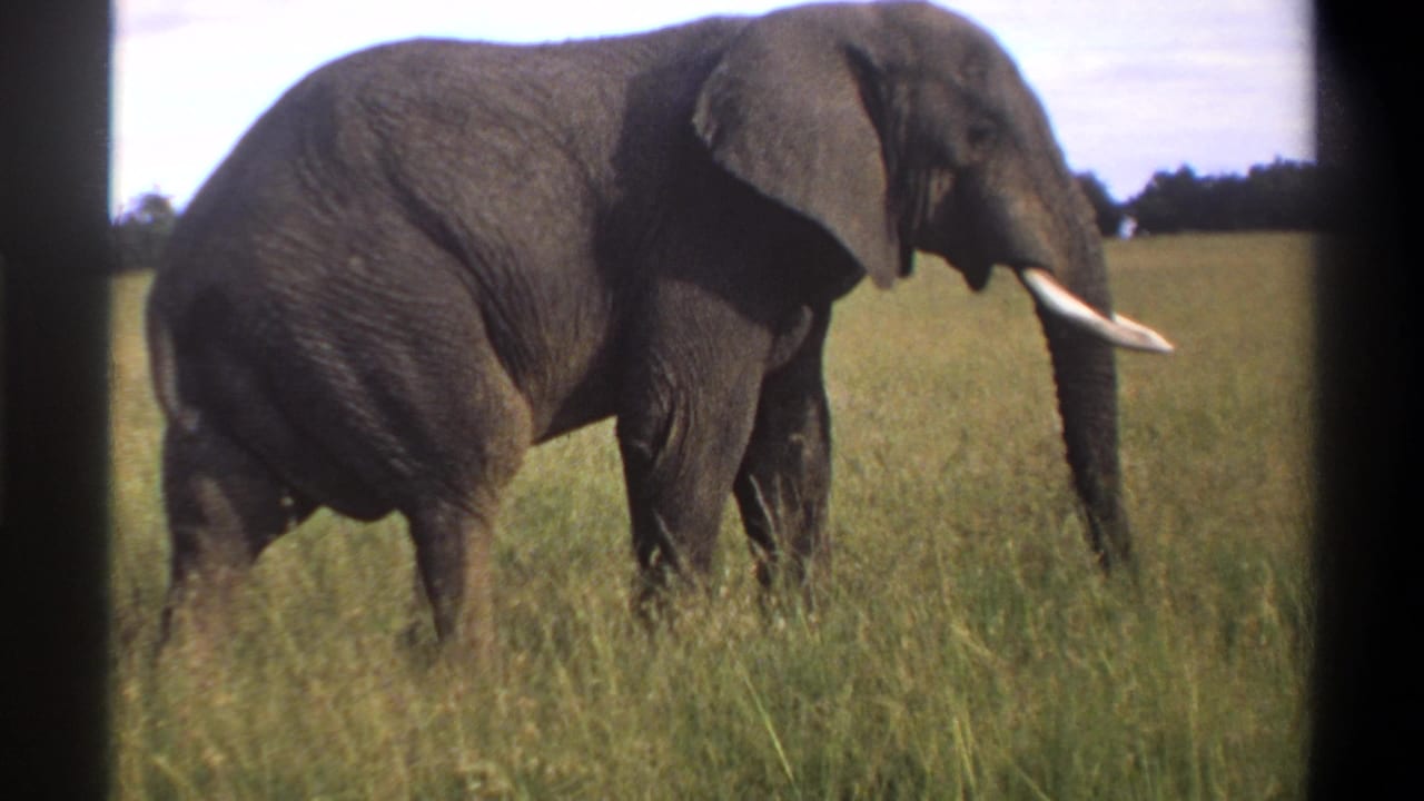 1969 Lagos, Nigeria 8mm frame of a large grey elephant with tusks standing or moving slowly in a tall grass field.