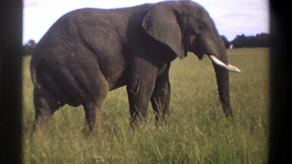 1969 Lagos, Nigeria 8mm frame of a large grey elephant with tusks standing or moving slowly in a tall grass field.