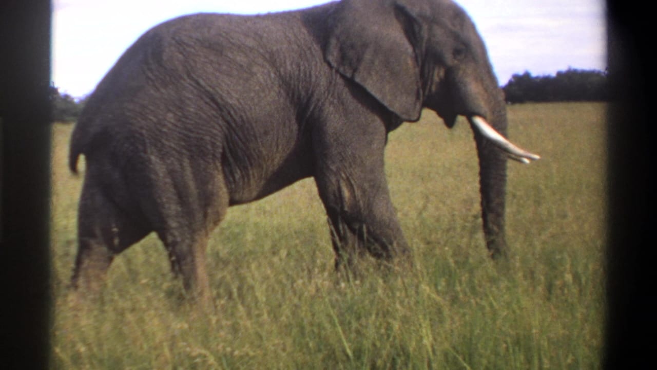 1969 Lagos, Nigeria 8mm frame showing a large grey elephant with white tusks moving through tall grass.